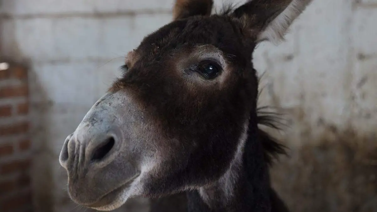 Una de las especies más populares en México y que al mismo tiempo se encuentra sobrevalorada son los burros